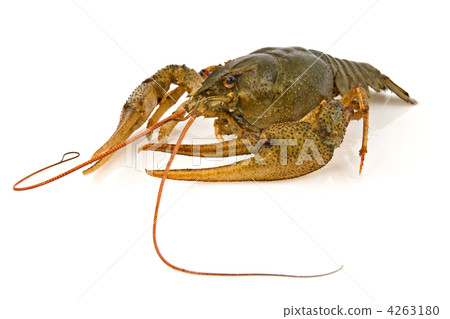crayfish crayfish 4263180