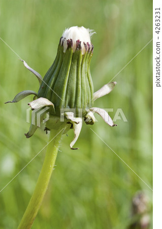 dandelion bud 4263231