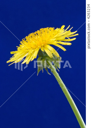 sowthistle sowthistle 4263234