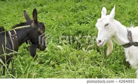 black goat against white black goat against white 4264991