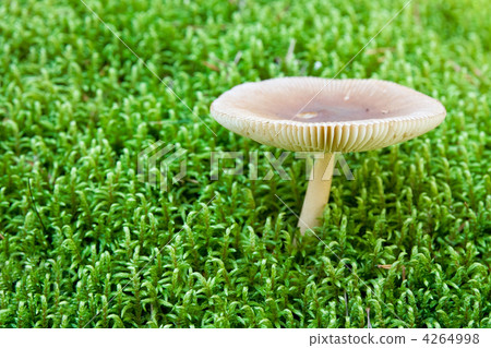 white toadstool in a moss. shallow dof white toadstool in a moss. shallow dof 4264998