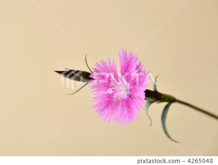 Pink 4265048