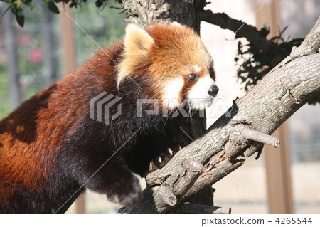 小熊貓 陸生動物 動物 4265544