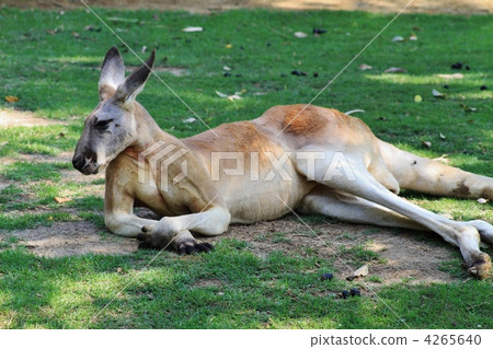 Yokohama Zurasia's red kangaroos Yokohama Zurasia's red kangaroos 4265640