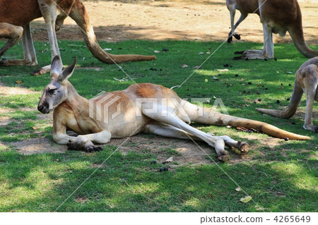 橫濱祖拉西亞的紅色袋鼠 4265649