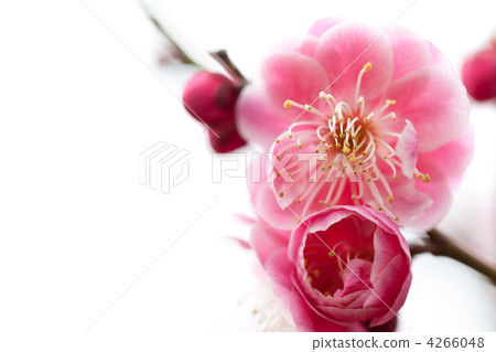 Plum blossom Plum blossom 4266048