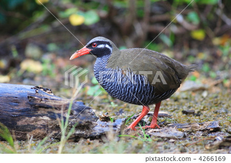 Yambarukuina 4266169