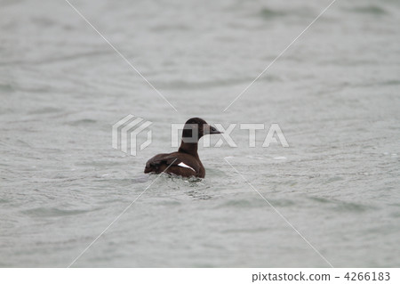 天鵝絨昆西 天鵝絨昆西 4266183