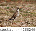 Thrush 4266249