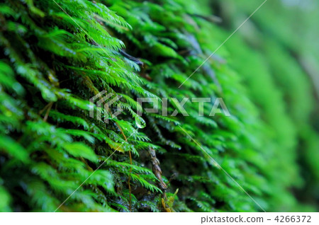 moss, drop, drip 4266372