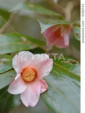 茶道喬木 4266541