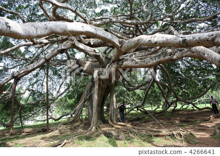 large tree, tree, srilanka 4266641
