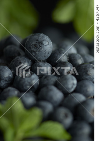 blueberry blueberry 4267047
