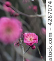 Cold Summer (Kankoobai) 4267074