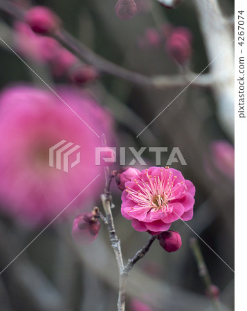 寒冷的夏天（Kankoobai） 4267074