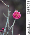 Cold Summer (Kankoobai) 4267075