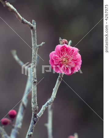 寒冷的夏天(Kankoobai) 寒冷的夏天(Kankoobai) 4267075