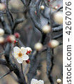 Tago no Oura (Tangorin) 4267076
