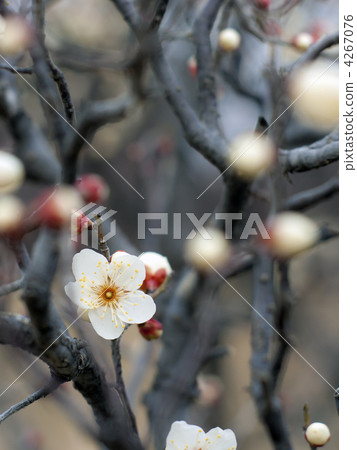 Tago no Oura(Tangorin) Tago no Oura(Tangorin) 4267076