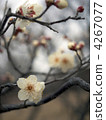 Tago no Oura (Tangorin) 4267077