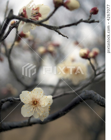 Tago no Oura(Tangorin) Tago no Oura(Tangorin) 4267077