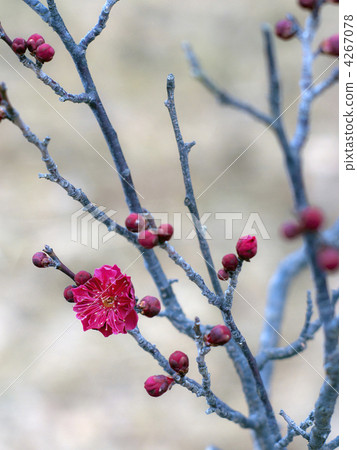 Yaojirikidori（Yebearo Chidori） 4267078