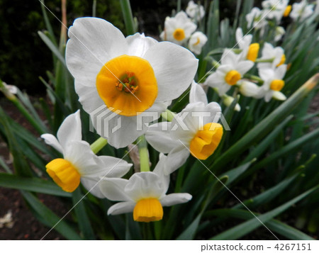 Nihonseizen（日本水仙） 4267151