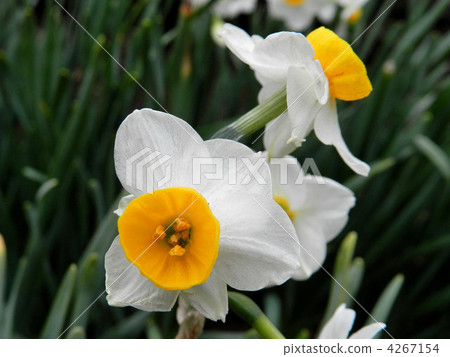 Nihonseizen（日本水仙） 4267154