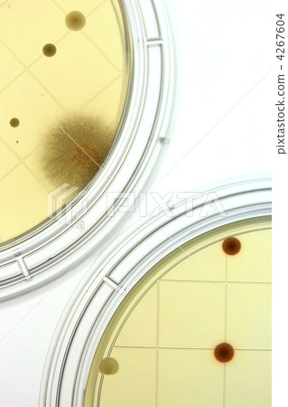 實際微生物培養 4267604