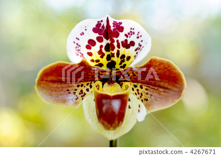 Paphiopedilum 4267671