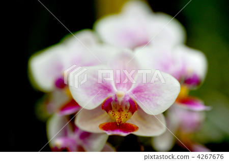 Phalaenopsis orchid  4267676