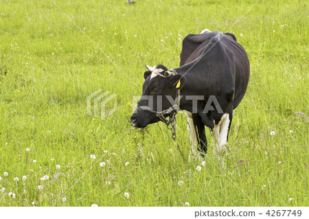 cow in a field 4267749