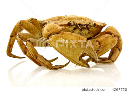 brown crab brown crab 4267750