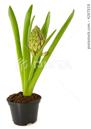 Hyacinth flower Hyacinth flower 4267819