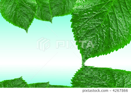 leaves with reflection on the water 4267866