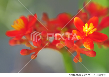 Sango bana Sango bana 4268998