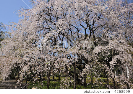 Split cherry tree of Rokugien Split cherry tree of Rokugien 4268999
