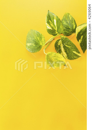 Potos and yellow background Potos and yellow background 4269064