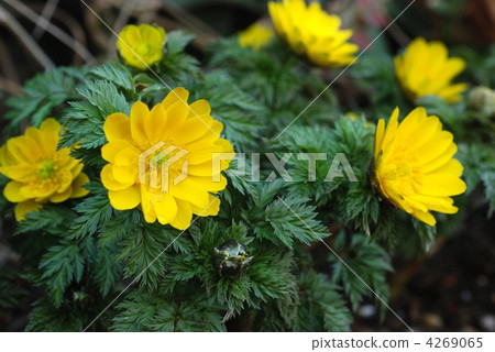 Adonis ramosa Adonis ramosa 4269065