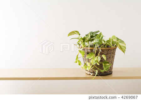 Pothos和貨架 4269067