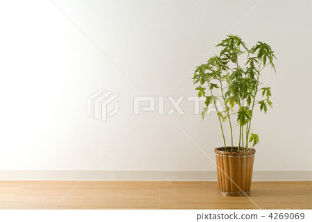 Red leaves Aoi and wood flooring 4269069