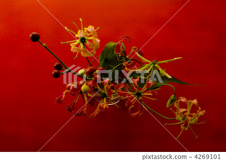 Gloriosa和紅背 Gloriosa和紅背 4269101