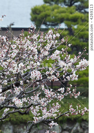 Kojyoji的梅 Kojyoji的梅 4269113