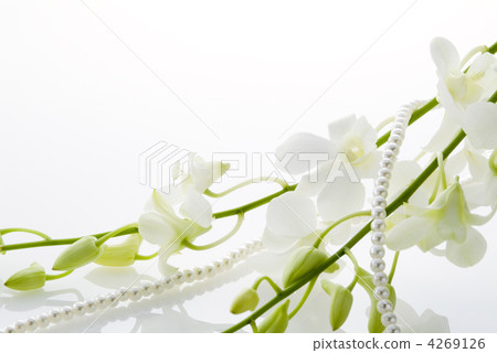 Denfare and Pearl 4269126