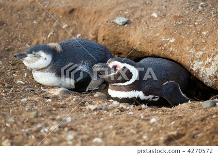 Magellanic penguin and its nestling in their barrow 4270572