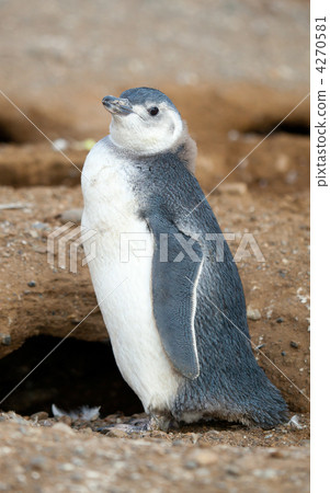 Nestling of Magellanic penguin near its barrow 4270581