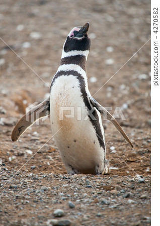 Magellanic penguin trying to fly 4270582