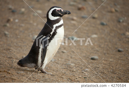 Magellanic penguin in Patagonia, South America 4270584