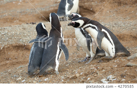 Meet the parents. Magellanic penguin with his girlfriend and par Meet the parents. Magellanic penguin with his girlfriend and par 4270585
