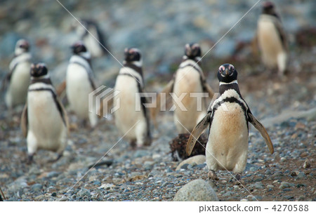 Magellanic penguins in Patagonia, South America 4270588